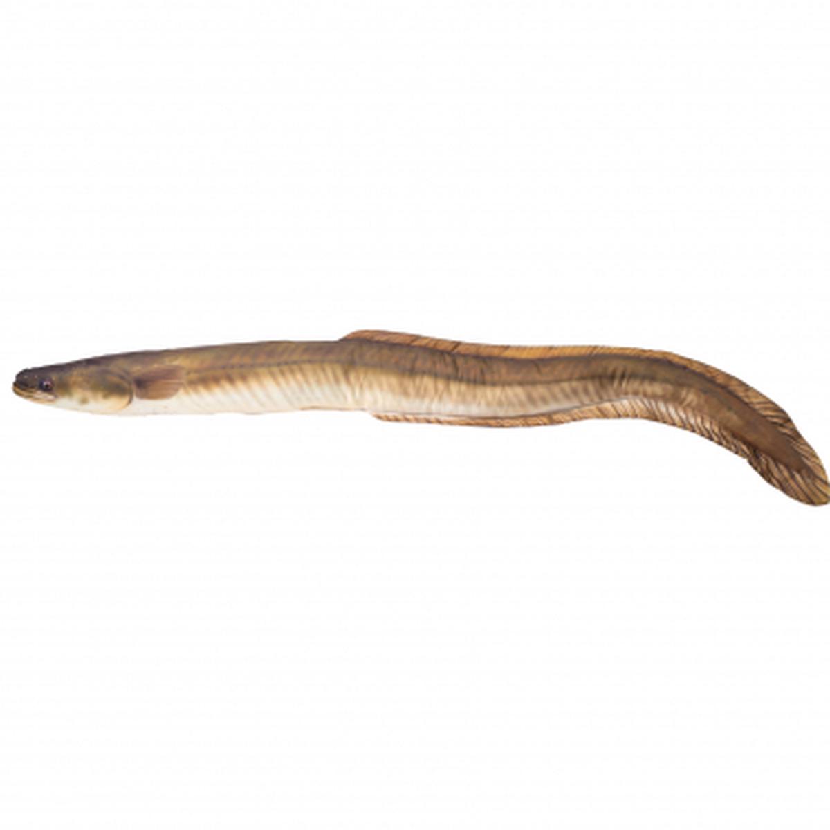 Stuffed animal eel