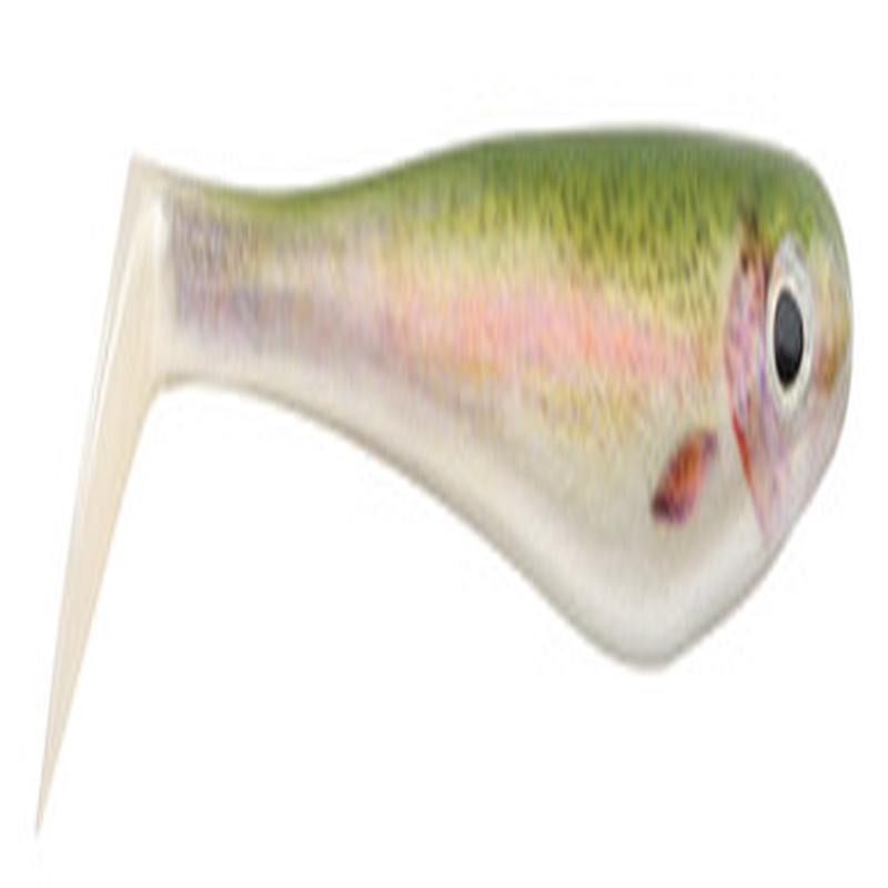 Berkley Powerbait Hollow Belly Swimbait - 6in - HD Rainbow Trout