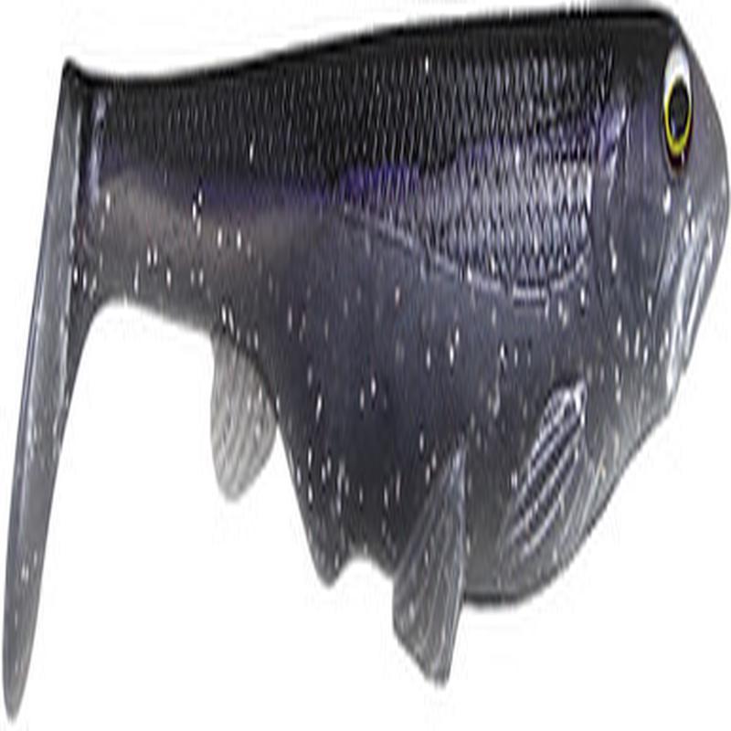 Beast Coast Creep Swimbait - Magic Shimmer Shad