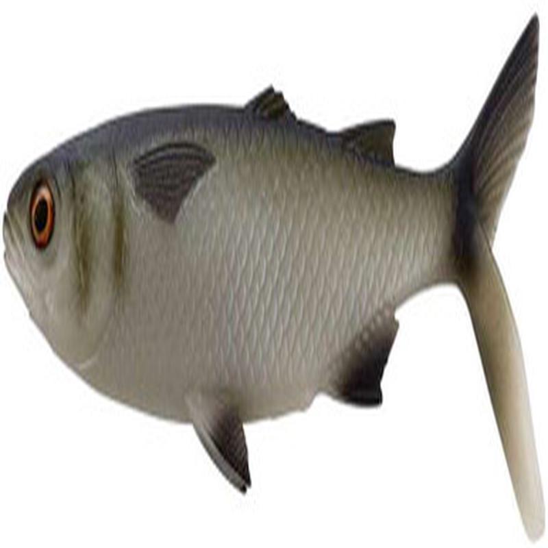 13 Fishing The Mullet Swimbait - 6.5in - Natural Mullet