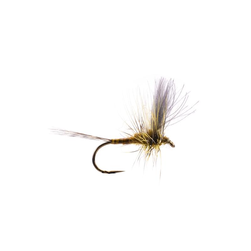 Green Drake CDC Thorax